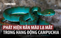 Khám phá nhiều loài mới trong hang động cổ xưa của Campuchia