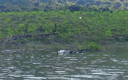 Phát hiện thi thể nam nổi trên hồ Đá Trải, công an Gia Lai vào cuộc