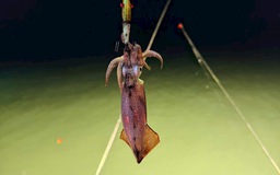 Câu mực đêm trái phép gia tăng trên vịnh Hạ Long