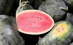 Hàng ngàn tấn dưa hấu 'ế' trên đồng, Gia Lai kêu gọi hỗ trợ tiêu thụ