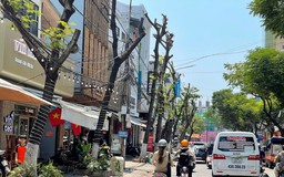 Hàng loạt cây xanh ở trung tâm Đà Nẵng bị cắt trụi giữa lúc nắng nóng