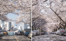 Sau 48 năm, Nhật Bản tăng phí visa với khách Việt