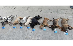 Bị truy đuổi, nghi phạm trộm chó vứt cả xe máy và tang vật để tẩu thoát