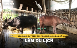 Lão nông miền Tây dạy trâu đen, trâu hồng và đàn cò trắng làm du lịch