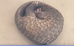 Cần Thơ: Người dân bắt được tê tê trong khu dân cư