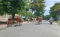 Bò thả rông trên đường