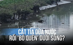 Cắt tỉa cây xanh, dừa nước không thu gom gây bức xúc: Đơn vị quản lý nói gì?