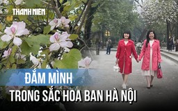 'Nàng thơ' xúng xính chụp hình cùng hoa ban Hà Nội