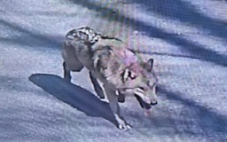 Chó sói thoát khỏi vườn thú gây xôn xao, Tổng thống Hàn Quốc phải lên tiếng