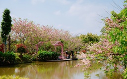 Về Sa Đéc ngắm vườn muồng hoa đào, lên ảnh đẹp lung linh