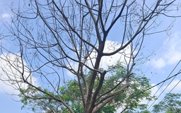 Cây đã chết, nên xử lý sớm