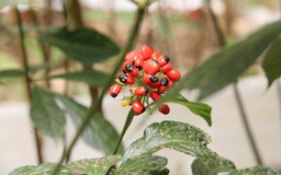 THACO đề xuất đầu tư trồng hàng nghìn ha sâm Ngọc Linh ở vùng cao Đà Nẵng