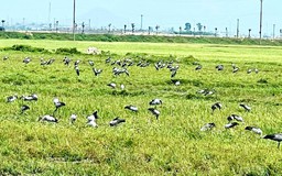 Loài chim quý hiếm trong Sách đỏ Việt Nam xuất hiện ngoài đồng, người dân tò mò