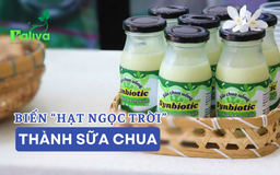 Cùng sống xanh số 145: Khi sinh viên biến 'hạt ngọc trời' thành sữa chua