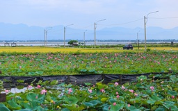 Hồ sen trước một ngôi làng ven biển ở Huế đẹp như tranh