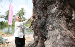 Phi lao cổ thụ hơn 120 tuổi được công nhận cây di sản Việt Nam