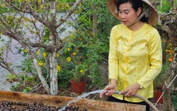 Nữ kỹ sư khởi nghiệp với trái mù u, thu gần 300 triệu đồng/năm