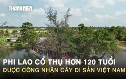 Chiêm ngưỡng phi lao cổ thụ hơn 120 tuổi được công nhận cây di sản Việt Nam