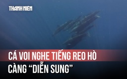 Cá voi vờn sóng đẹp như phim ở Phú Quý: Vì sao xuất hiện thành đàn?