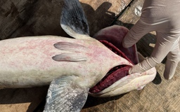 Cá bớp chết trắng lồng bè ở Lý Sơn, thiệt hại hơn 10 tỉ đồng