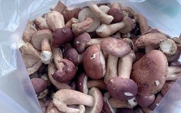 Nấm tràm có lợi gì cho sức khỏe? Bác sĩ lưu ý nhóm người cần hạn chế