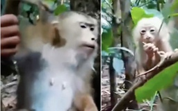Clip giải cứu khỉ mẹ bị mắc bẫy, khỉ con đứng bên lo lắng: Ai thấy cũng thương
