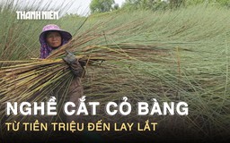 Nghề cắt cỏ bàng ở Tây Ninh: Từng kiếm tiền triệu, nay lay lắt