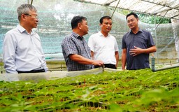 THACO bắt tay Đà Nẵng phát triển vùng sâm Ngọc Linh 8.000 ha