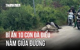 Người dân bất ngờ thấy chim đà điểu gục chết tại Tây Ninh