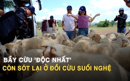 Từng gây sốt MXH, đồi cừu Suối Nghệ chỉ còn 1 đàn cừu níu chân du khách