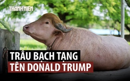 Trâu bạch tạng may mắn thoát kiếp bị hiến tế nhờ bờm vàng độc đáo
