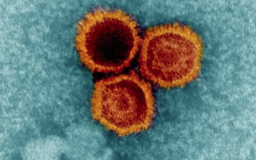 Chìa khóa đối phó loại virus có ở 95% dân số toàn cầu