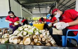 Nắng nóng kéo dài, giá dừa tươi tăng mạnh