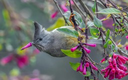 Ngắm những bức ảnh động vật hoang dã gây cười trong giải thưởng quốc tế