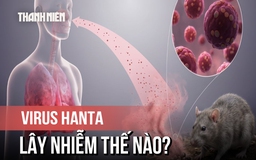 Virus Hanta: Bị chuột cắn cũng có thể nhiễm bệnh