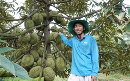 Sầu riêng Việt mở thêm những cánh cửa mới