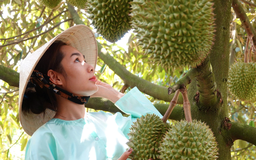 Ấn Độ sẽ là 'mỏ vàng' mới của sầu riêng Việt Nam?