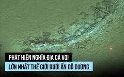 Bất ngờ nghĩa địa cá voi lớn nhất thế giới dưới đáy Ấn Độ Dương
