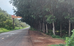 Tán cây che tầm nhìn