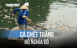 Hà Nội: Cá chết hàng loạt tại hồ điều hòa công viên Nghĩa Đô