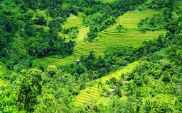 Trà Đốc - nơi giữ hồn đại ngàn phía tây Đà Nẵng