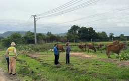 Cao tốc Vĩnh Hảo - Phan Thiết: Bất chấp nguy hiểm phá rào đi bộ, thả rông gia súc