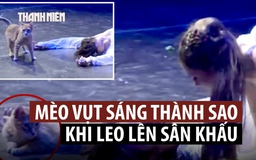 Mèo 'phá đám' màn kết bi thảm trong vở diễn Romeo và Juliet