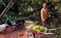 Thủ phủ sầu riêng Lâm Đồng bị lốc xoáy tàn phá nặng nề