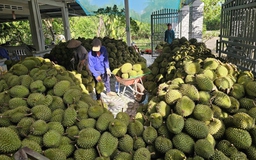 Xuất khẩu nông sản 'lãi ròng' lớn