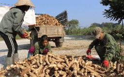 1.001 chuyện cây sắn và ethanol: Muôn kiểu sản phẩm từ sắn