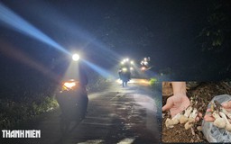 Xuyên đêm săn nấm mối: Hàng trăm người đổ về rừng ở Đồng Nai