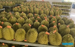 Hải quan khẩn cấp chỉ đạo thông quan sầu riêng trong ngày