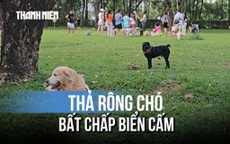 Chó thả rông tràn công viên Cảnh Đồi, người dân bất an