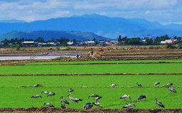 Đàn cò ốc quý hiếm hơn 100 con bất ngờ xuất hiện trên đồng lúa Gia Lai